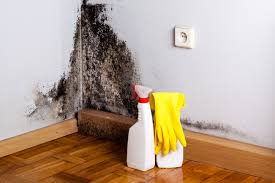  Spring Valley, CA Mold Removal & Remediation Pros